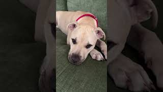 Video preview image #1 Black Mouth Cur-Labrador Retriever Mix Puppy For Sale in Sanford, FL, USA