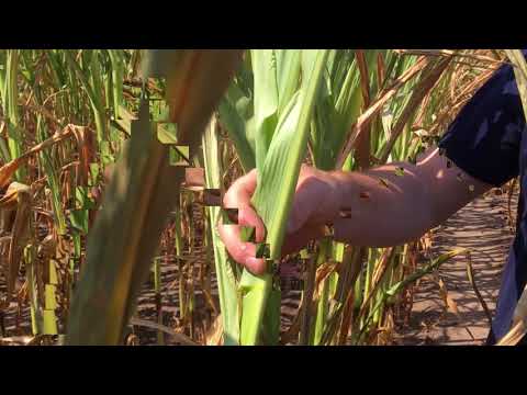 Mais vertrocknet im Juli