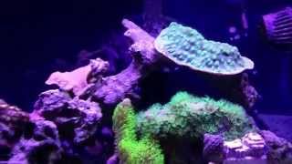 How to setup a 10 gallon nano reef tank, Month 9.5 update, hollywood stunner chalice