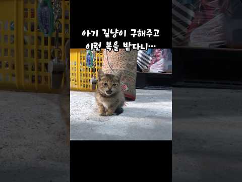 아기 길냥이 구해주면 이렇게 복받아요^^