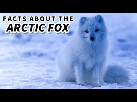 Arctic Fox Facts: the BLUE FOX 🦊 Animal Fact Files