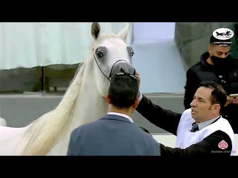 N 271 SHAMRDAL ALFAYYAD   Kuwait Purebred Arabian Horses Show 2022   Colts 2 Years Old Class 5A