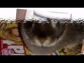 Gina The Rabbit