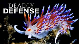 The Most Insane Underwater Defense Mechanisms Ever Seen!