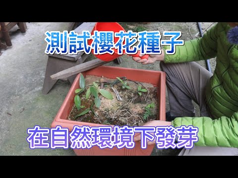山櫻花盆栽