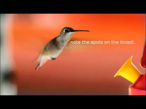 Broad-tailed Hummingbird