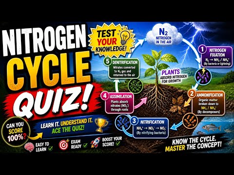 Nitrogen Cycle Quizlet