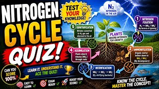 Nitrogen Cycle Quiz - Best Exam Review for Students