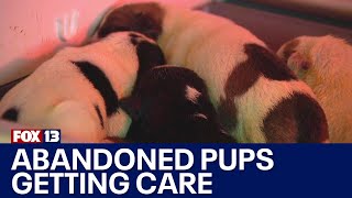 Abandoned puppies getting round-the-clock care in Olympia | FOX 13 Seattle