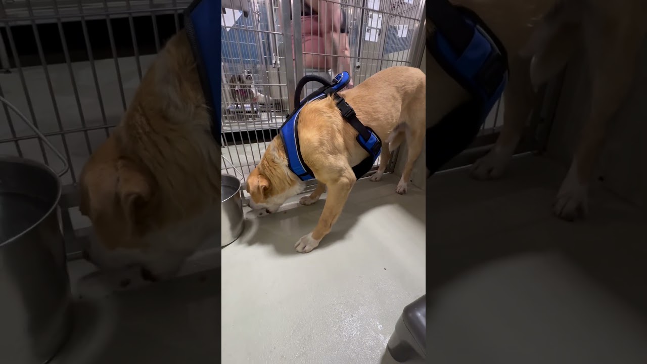 Enlarge Carson — LONGTIME RESIDENT!, an adopted mixed breed in Thousand Oaks, CA video 2/2