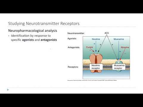 OSSM Neuro Chapter 6 - Neurotransmitter Receptors