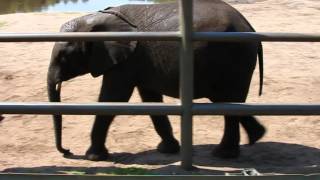 preview picture of video 'Elefanten im Serengeti Park hodenhagen'