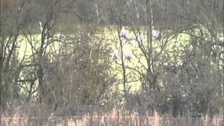 preview picture of video 'observation de grues (crane - wading bird) en France'