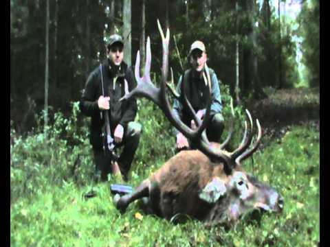 Alter hochkapitaler Hirsch liegt- Strecke legen mit Hörnerklang