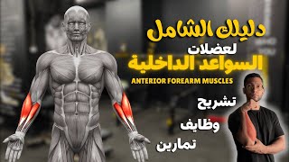 دليلك الشامل لعضلات السواعد الداخلية | Anterior Forearm Muscles 👌💥