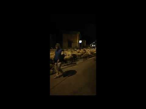 29 05 2019 Transumanza a Canzo