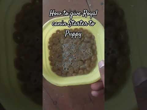 How to give royal canin starter to puppy