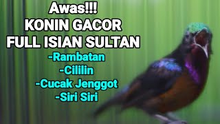 Download lagu PANCINGAN KOLIBRI NINJA NEMBAK RAPAT TAJAM FULL ISIAN MEWAH RAMBATAN CILILIN CUCAK JENGGOT SIRI SIRI mp3 Download lagu PANCINGAN KOLIBRI NINJA NEMBAK RAPAT TAJAM FULL ISIAN MEWAH RAMBATAN CILILIN CUCAK JENGGOT SIRI SIRI mp3