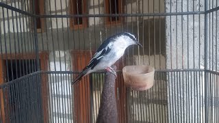 Download lagu SUARA ASLI KAPASAN KEMIRI mp3 Download lagu SUARA ASLI KAPASAN KEMIRI mp3