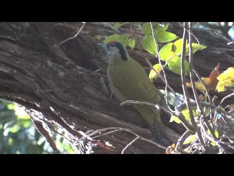 Grey headed Woodpecker (Picus canus) male knocking on wood  Part 2