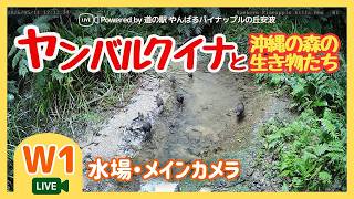 【W1】水場・メインカメラ｜沖縄やんばる生き物LIVE 《チャット可》 live webcam
