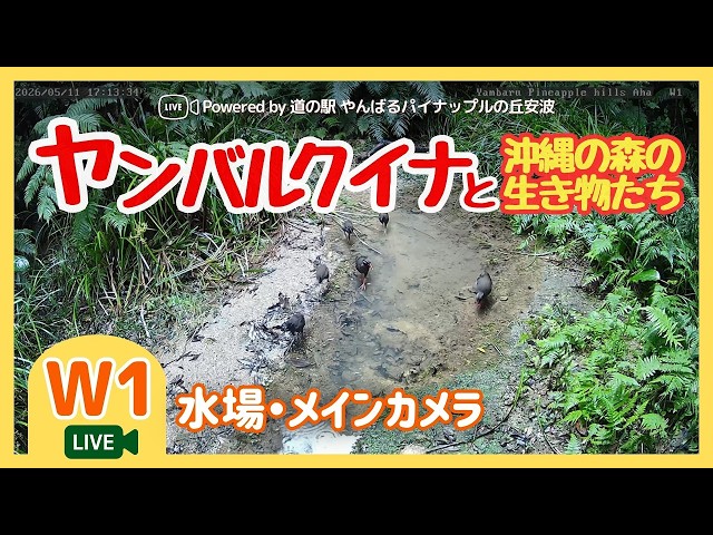 ヤンバルクイナと沖縄の生き物 水場・メインカメラ