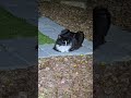 Tuxie Relaxing At Night Cute Cat
