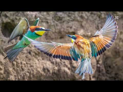 اجمل صوت ورور بلا منازع    bee eater sound