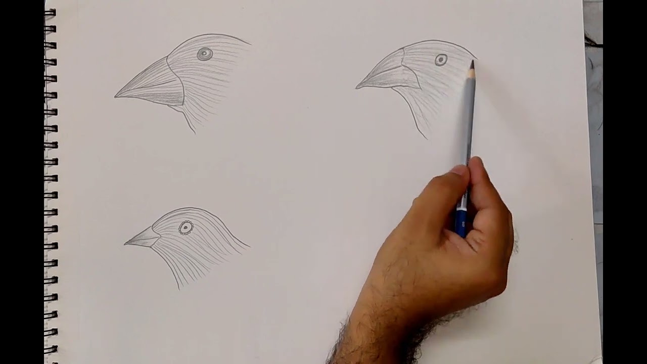 How to Draw Darwin’s Finches | Step by Step Drawing for Students