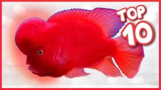 Top 10 Most Famous Flowerhorn Fish in the World