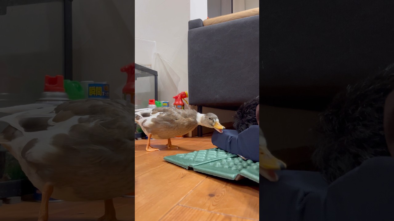 飼い主の耳元でカサカサするコールダック。Choko-chan is rustling the owner's nap mat.