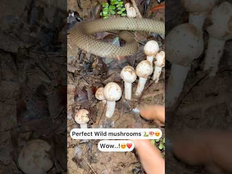 Perfect wild mushrooms 🐍🍄 Wow..!😍🍄⛰️
