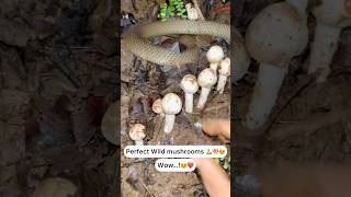 Perfect wild mushrooms 🐍🍄 Wow..!😍🍄⛰️
