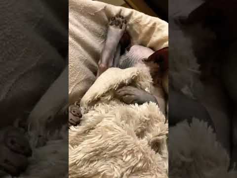 Lady Uncovers Sphynx Cat Sleeping Legs up Covering Its Face #cats #tiktok #animals #cute
