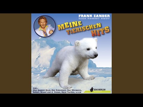 Hier kommt Knut (Radio Version)