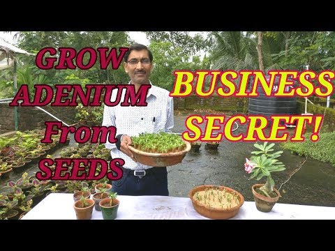 , title : 'How to Grow Adenium from Seeds : The Business Secret Revealed.'