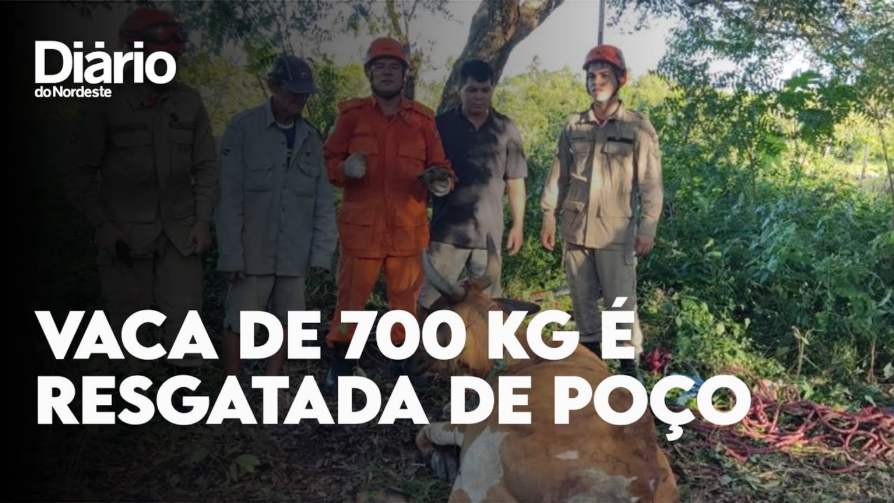Imagem da notícia Vaca de quase 700 kg é resgatada após passar dois dias em poço em Trairi; veja vídeo
