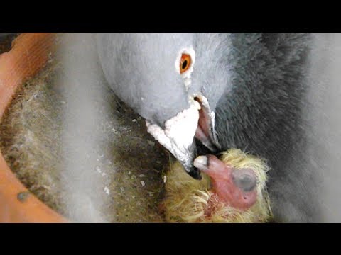 how pigeons feed a newborn pigeon