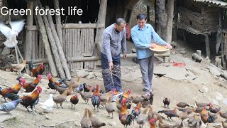Robert sold chickens, sold pomelos, and continued building the pigsty. Green forest life 