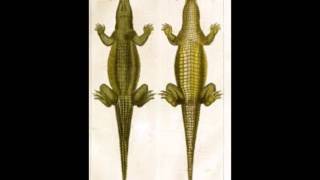 The Wonderful Crocodile