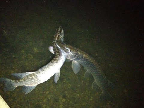 Craziest Pike Attacks & Eats