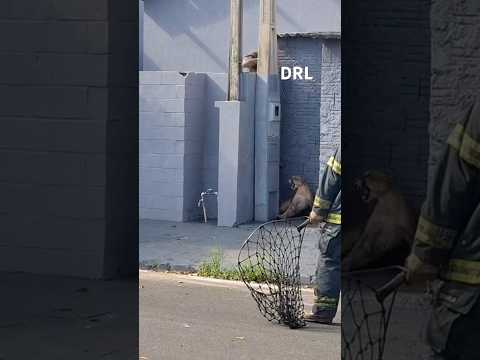 Onça-parda é alvo de dardo com tranquilizante; disparo com zarabatana