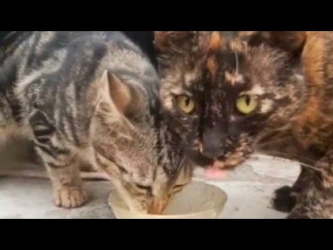 First time the Stray cat and kitten came at my door meowing for food! 🐈💜 (MUST WATCH)  #shorts
