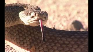 Crooked Horn - Large Diamond Back Rattlesnake Strikes Camera