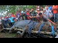 10 Abnormally Large Animal Discoveries