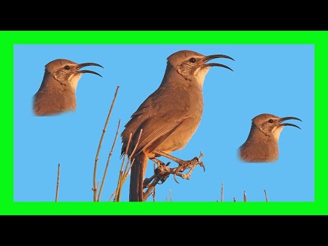 Drozdec kosákovitý (Toxostoma redivivum) — spev a hlas v prírode