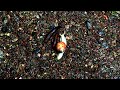 The Race Of The Slugs And The Snail Alt Take By YTRM
