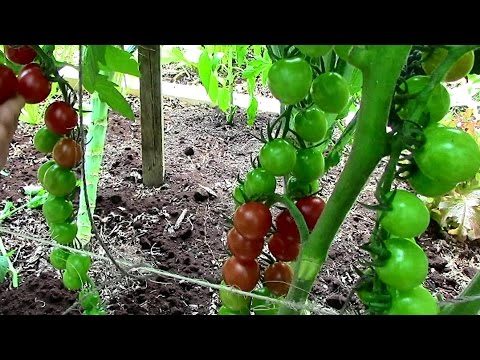 , title : 'How to Prune Tomatoes for Earlier Harvests, Higher Yields & Healthier Plants'