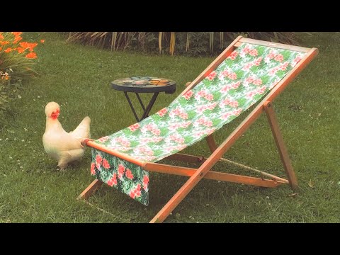 Chick and her chair