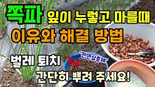 쪽파/대파 잎이 노랗고 마를때 이유와 해결방법 쪽파 추비시기 이것 함께 주면 벌레도 사라지고 쪽파도 잘자랍니…
